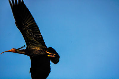 Low angle view of a bird flying