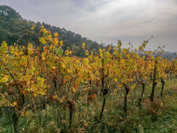 Scenic view of yellow flowering plants against sky