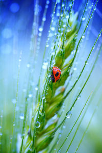 Close-up of ladybug on leaf