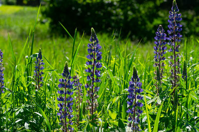 Close-up of purple flowering plants on field