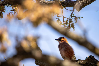 Low angle view of bird perching on tree