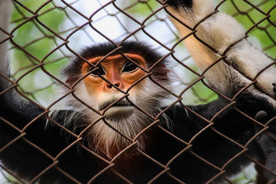 Red-shanked douc langur behind chainlinked fence in a rehabilitation center 