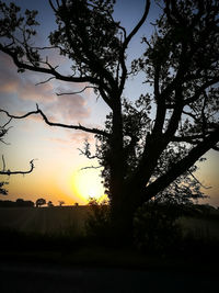 Silhouette tree against sky during sunset