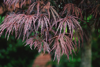 Close-up of purple flowering plant