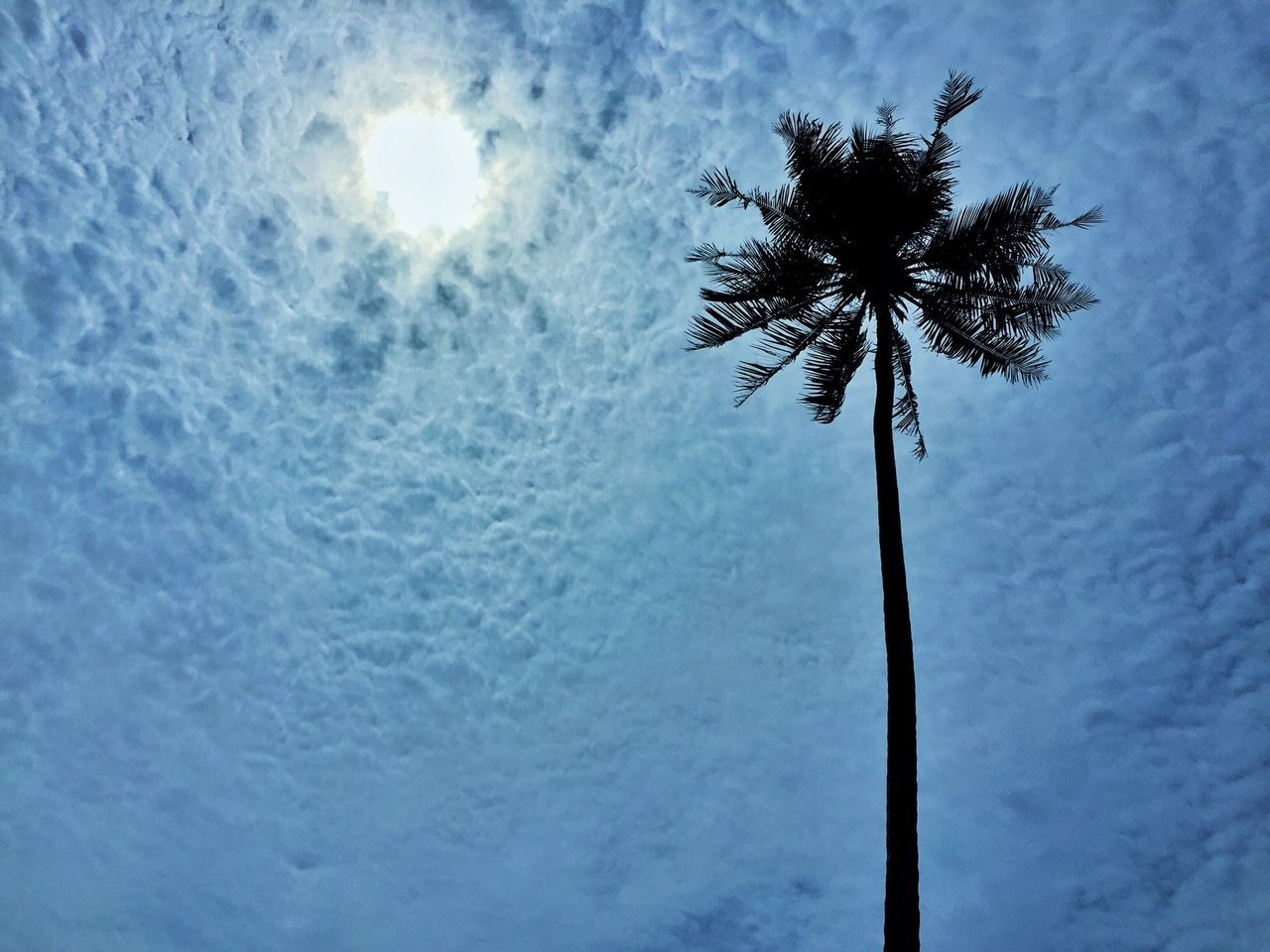 low angle view, sky, tree, nature, cloud - sky, tranquility, branch, growth, beauty in nature, palm tree, tree trunk, silhouette, cloud, day, no people, blue, outdoors, cloudy, scenics, bare tree