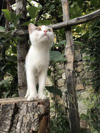 Low angle view of cat on tree