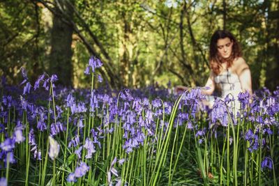 Close-up of fresh purple bluebells against woman sitting in forest