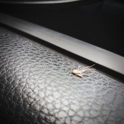 High angle view of an insect on metal