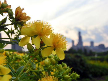 Close-up of yellow flowers blooming outdoors