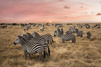 Zebras on land against sky during sunrise