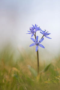 Close-up of purple crocus flowers on field