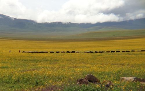 Scenic view of landscape against cloudy sky