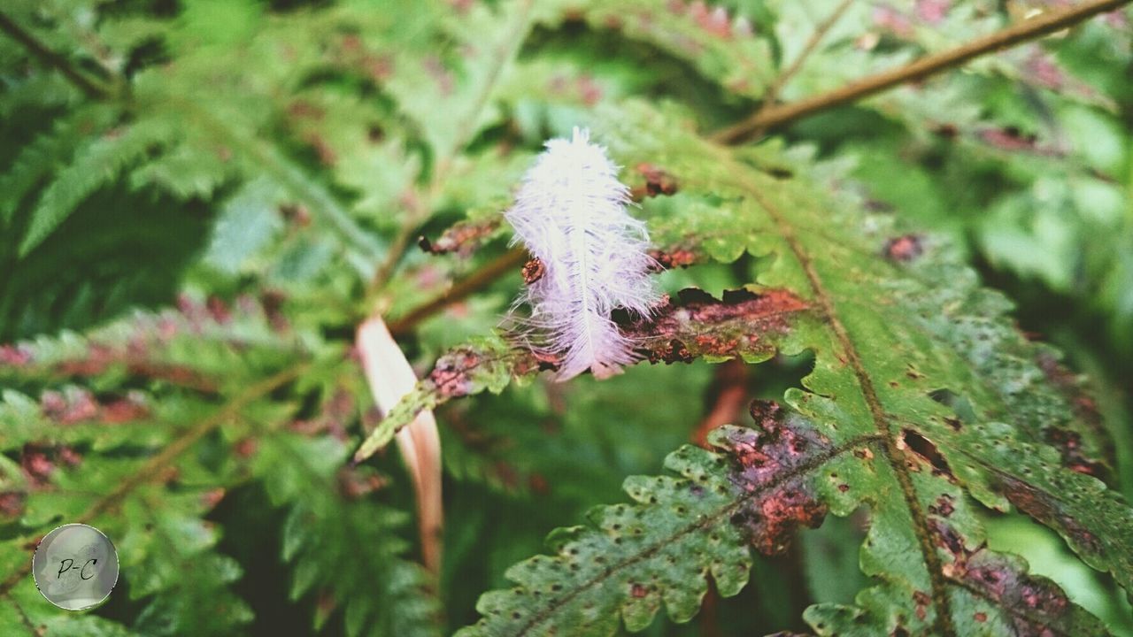 one animal, animal themes, leaf, animals in the wild, branch, wildlife, focus on foreground, growth, nature, close-up, green color, plant, tree, beauty in nature, insect, day, selective focus, outdoors, twig, no people