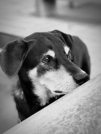 Close-up of dog looking away