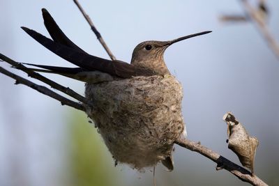 Low angle view of bird perching on branch