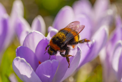 Close-up of bumblebee pollinating on purple flower