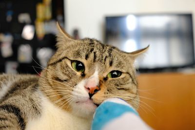 Close-up portrait of cat at home