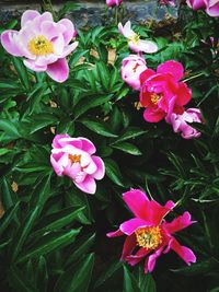Close-up of pink flowers
