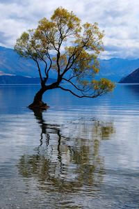 Tree by lake against sky