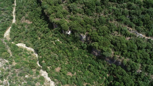 High angle view of trees growing in forest