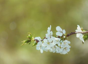 Close-up of cherry blossoms on tree