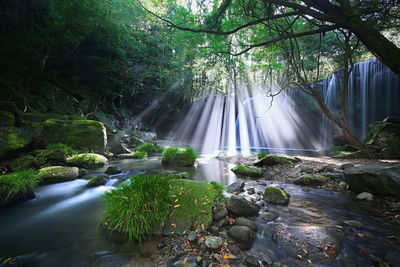 Scenic view of waterfall in forest