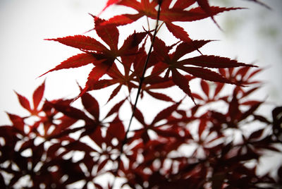 Close-up of maple leaves on tree