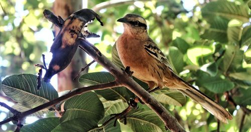 Low angle view of birds on tree