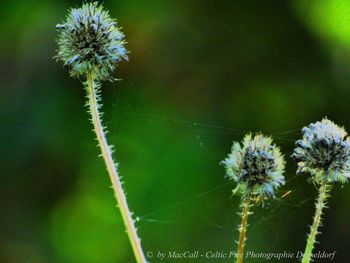 Close-up of dandelion flower