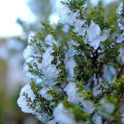 Close-up of snow and ice on plant
