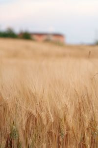 Scenic view of field against cloudy sky
