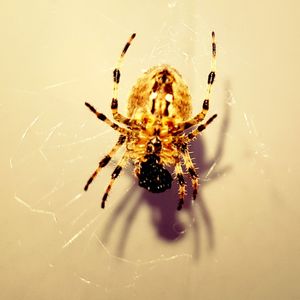 Close-up of spider on web