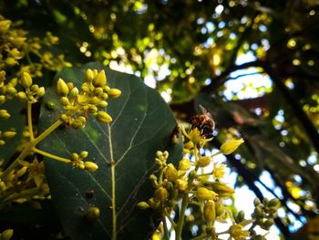 Close-up of bee on yellow flower