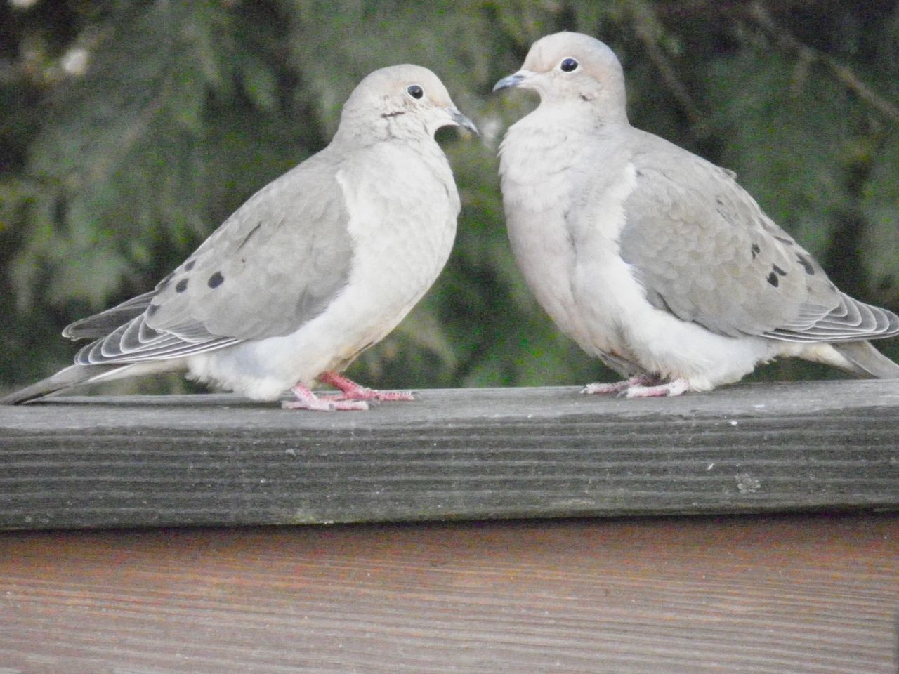 BIRDS PERCHING ON RAILING