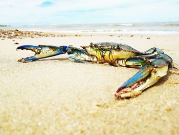 The beach and the crab