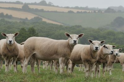 Portrait of sheep on field