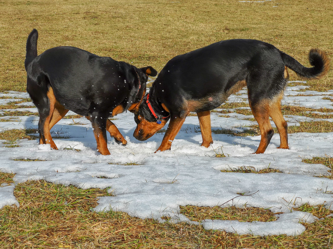 BLACK DOG STANDING ON FIELD