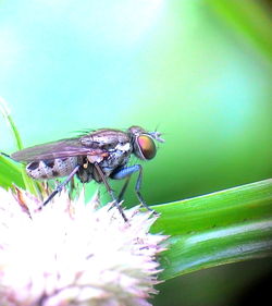 Close-up of insect on plant