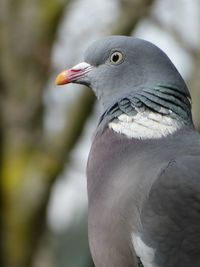 Close-up of a pigeon birds side profile 