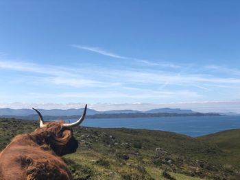 Highland cattle standing on land