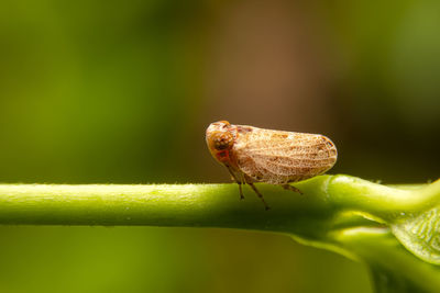 Close-up of insect on leaf