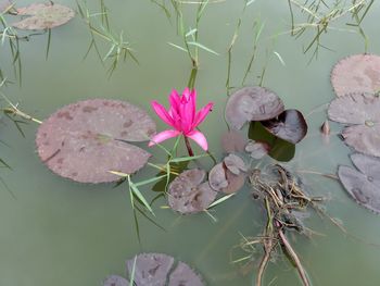 Close-up of lotus water lily in lake