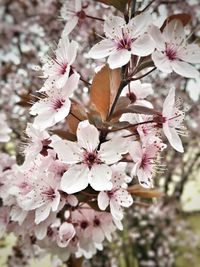 Close-up of cherry blossoms in spring