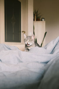 A domestic striped gray the cat walks on the bed and screams. 