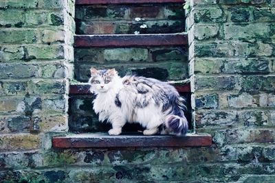 Portrait of horse against brick wall