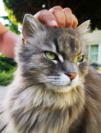 Portrait of person holding cat