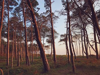 Trees on field against sky