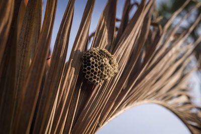 Close-up of dried plant against clear sky