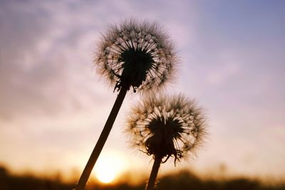 Close-up of dandelion against sky at sunset