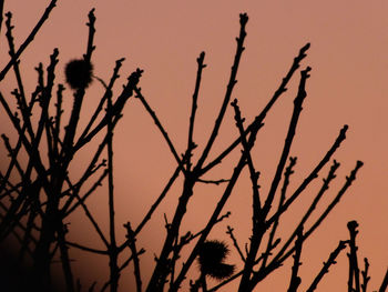 Low angle view of bare tree against sky at sunset